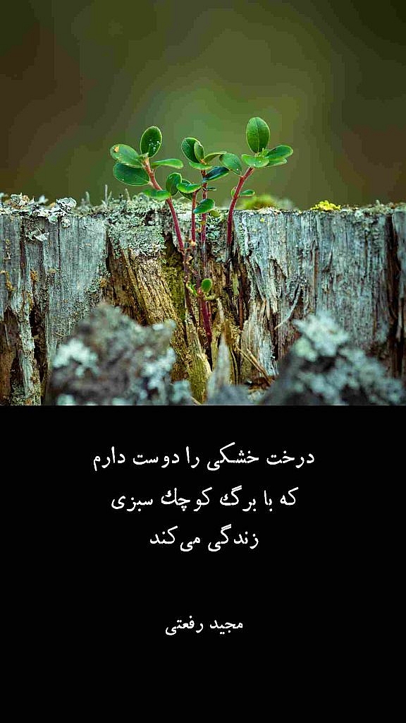 درخت خشکی را دوست دارم که برگ سبزی زندگی می کند مجید رفعتی